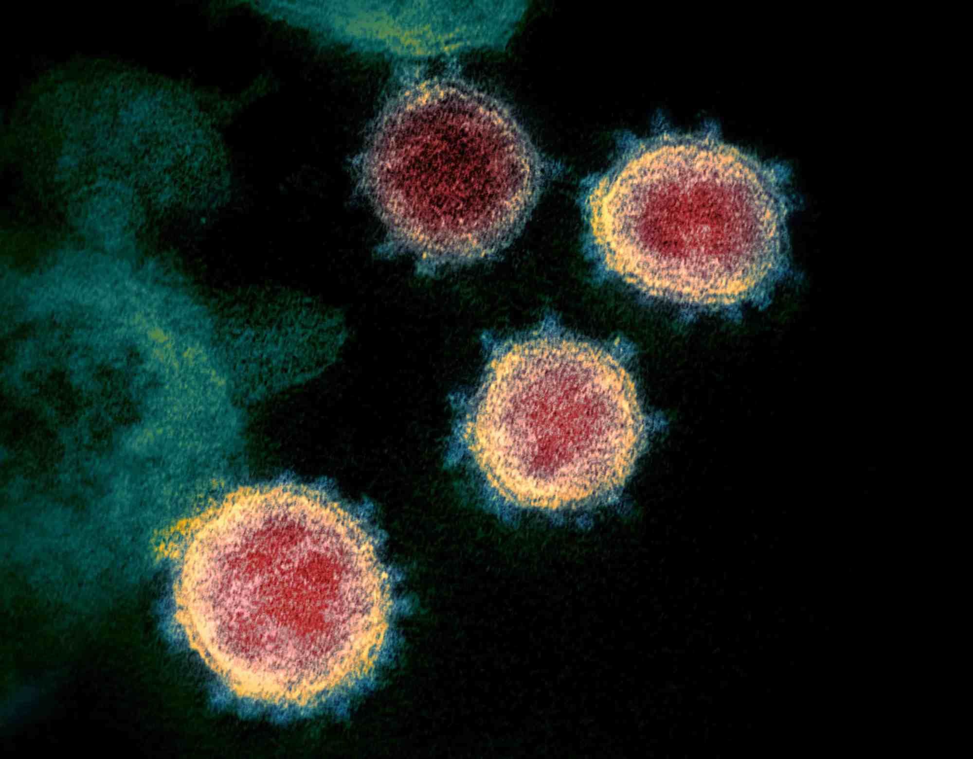 Four round coronavirus cells floating.