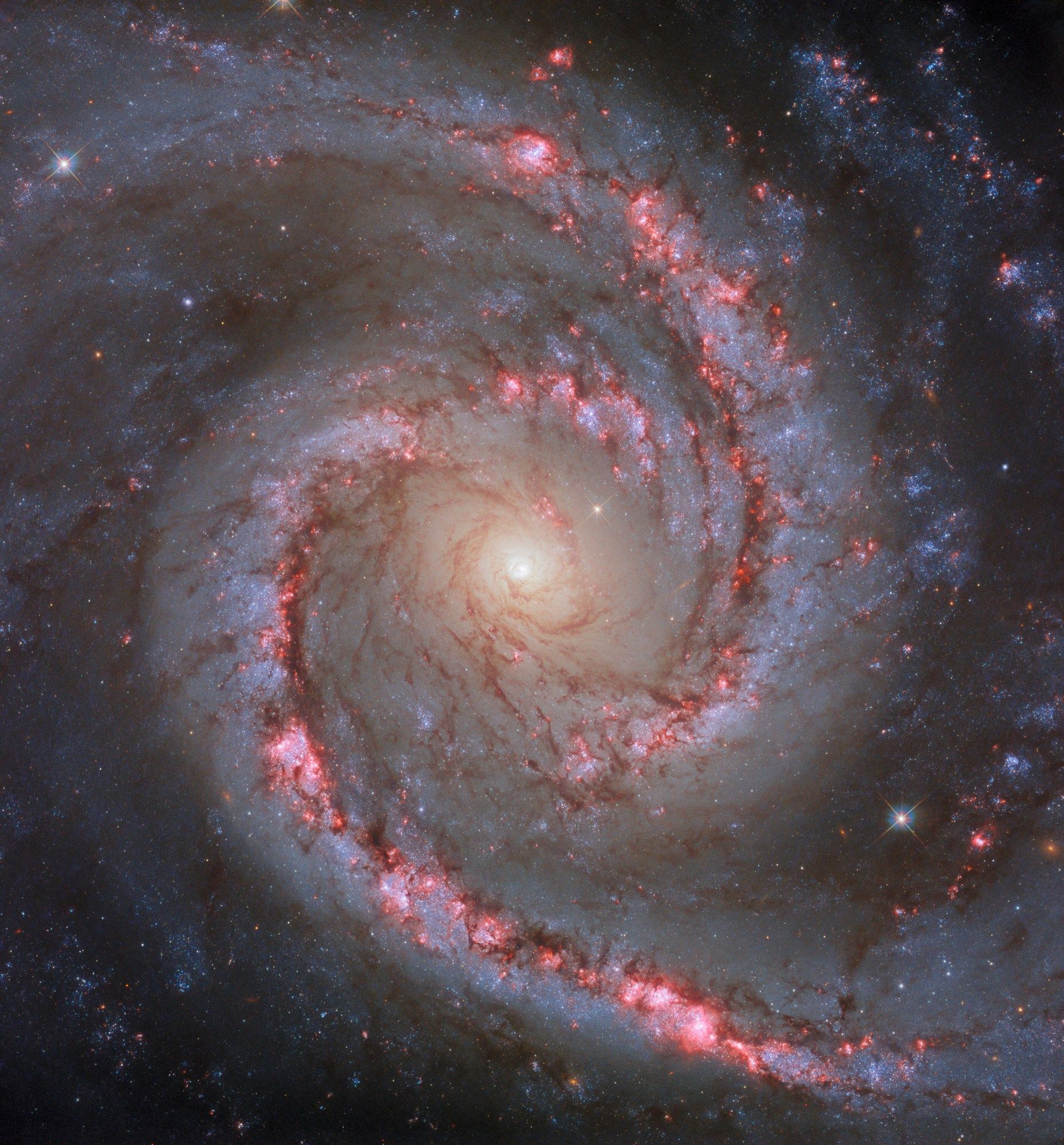 A spiral galaxy centered in the image and face-on to the viewer. It has two spiral arms that each make a half-turn from start to finish. The arms resemble the shape of a comma. Lanes of dark dust follow the arms into the center and split into many strands that swirl around the glowing galactic core. Bright pink blooms along the arms show areas of new star formation.