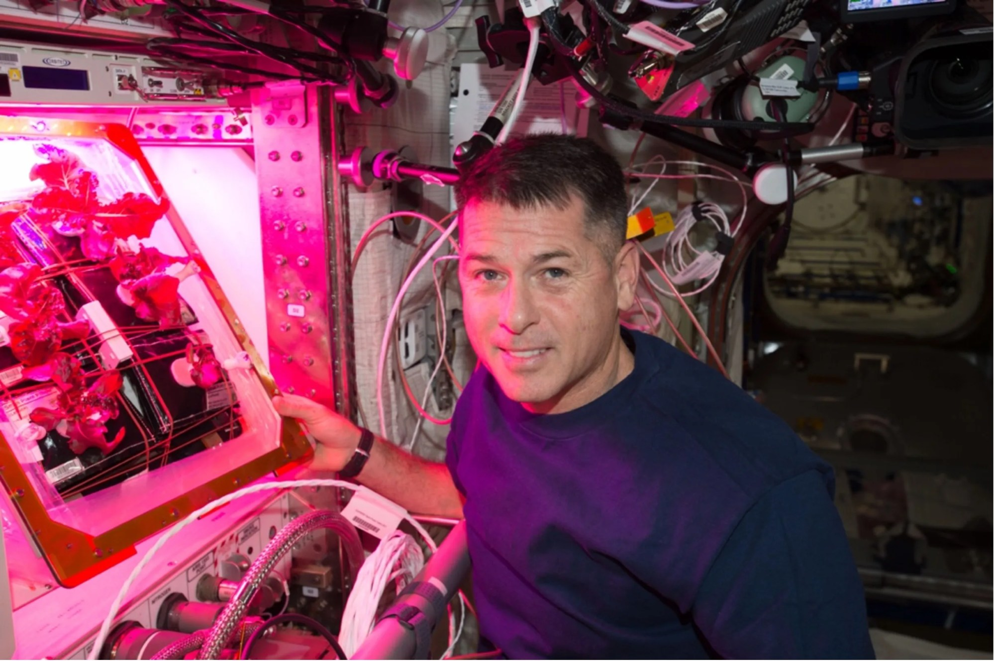 Astronaut in the International Space Station illuminated by fuchsia light emanating from a plant chamber growth device on the left-hand side. The device is box-shaped with two rows of three black