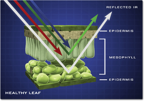 A cut-away illustration of the internal structure of a leaf. Shows indicating red, gree, blue, and infrared light energy interact with the leaf structure. The Red and Blue light is absorbed, green light is reflected by the top layer of the mesophyll and the infrared energy is reflected off the bottom layer.