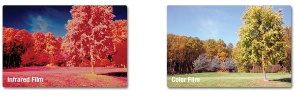 Two photographs of a park with grass and trees. The color film photograph shows the trees as green, like how our eyes perceive green leaves. The same trees appear in various shades of red in the Color Infrared photograph.