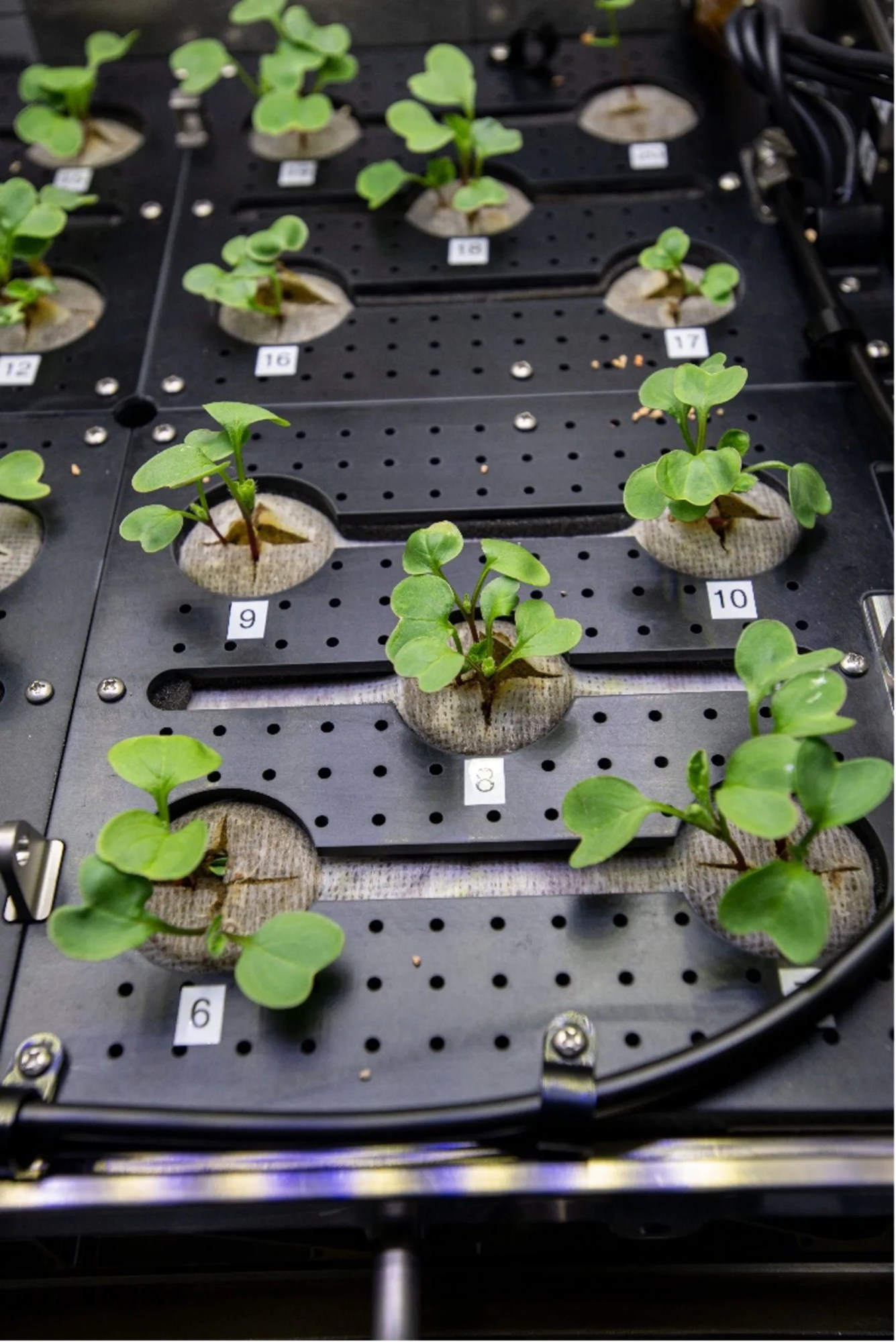 An overhead view of the plant growth chamber. Tiny plants with heart-shaped leaves erupt from skinny strips of soil running horizontally through the thick, black plastic floor.