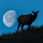 Silhouette of an elk in front of a large Moon.