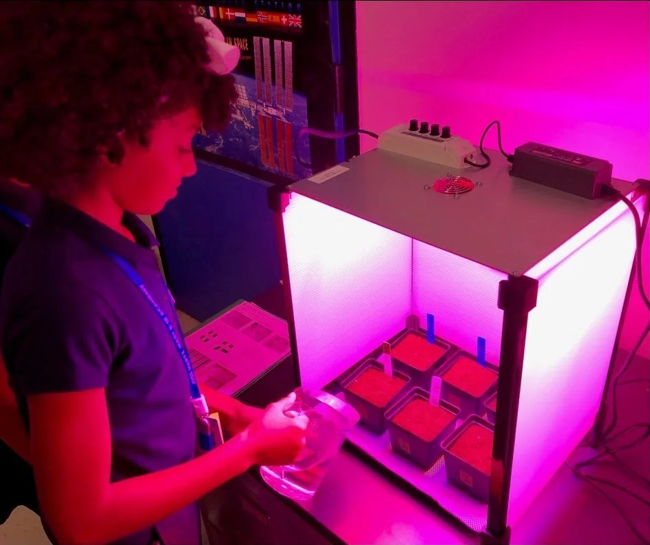 Photo of a student watering a plant and tending to 6 small plants inside a pink-illuminated grow box