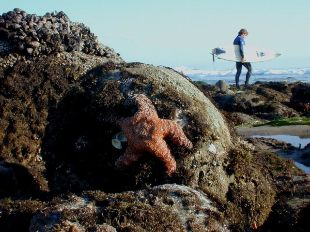 Starfish on rock with surfer in the background.