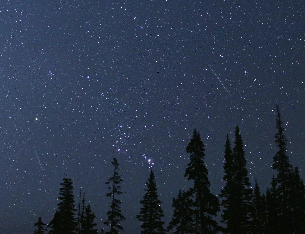 shooting stars in the starry sky with silhouetted pine trees