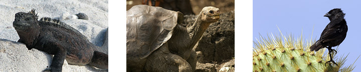 Iguanas, tortoises, and finches are some of the most distinctive animals that have evolved many new species on the isolated Galapagos islands.