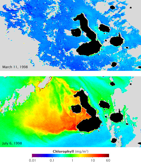 Chlorophyll concentrations during the 1998 El Nino/La Nina as seen by SeaWiFS.