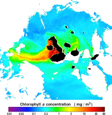 Clorophyll a concentration