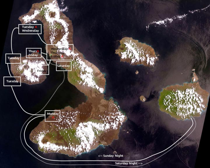 Pelicans minding their own business.