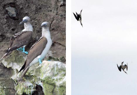 Blue-Footed Bobbies