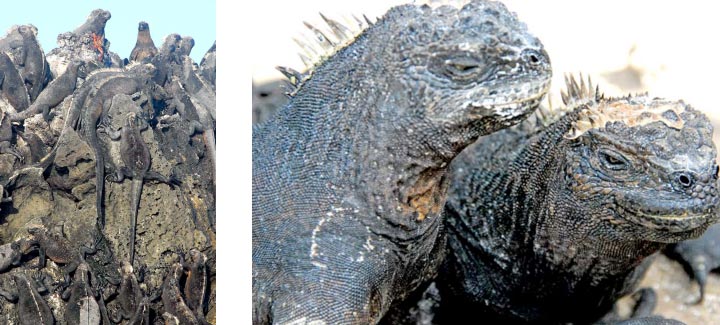 Marine Iguanas
