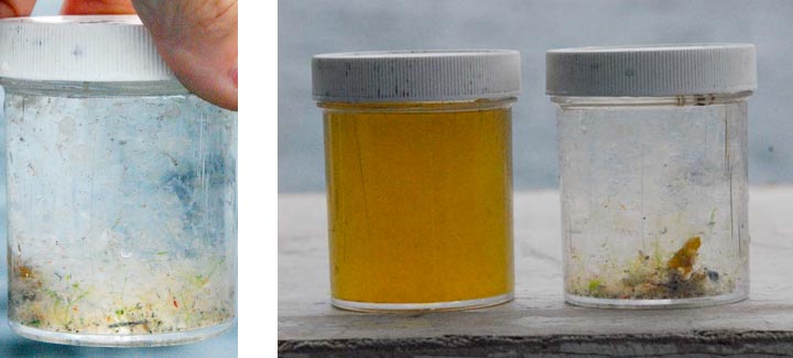 Phytoplankton and zooplankton, side by side.