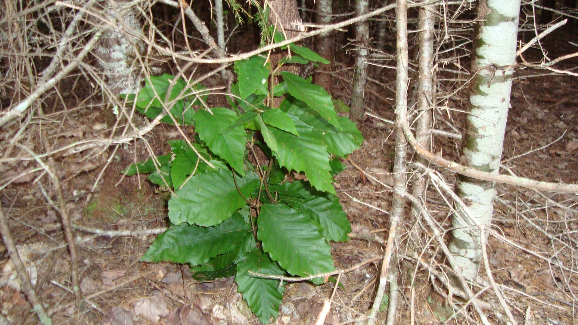 A small American Chestnut sprouting from a dead stump. At one time the American Chestnut comprised about 1/3 of the Appalachian forests. Today the species is rare. This tree will likely die of blight before it is old enough to produce nuts.