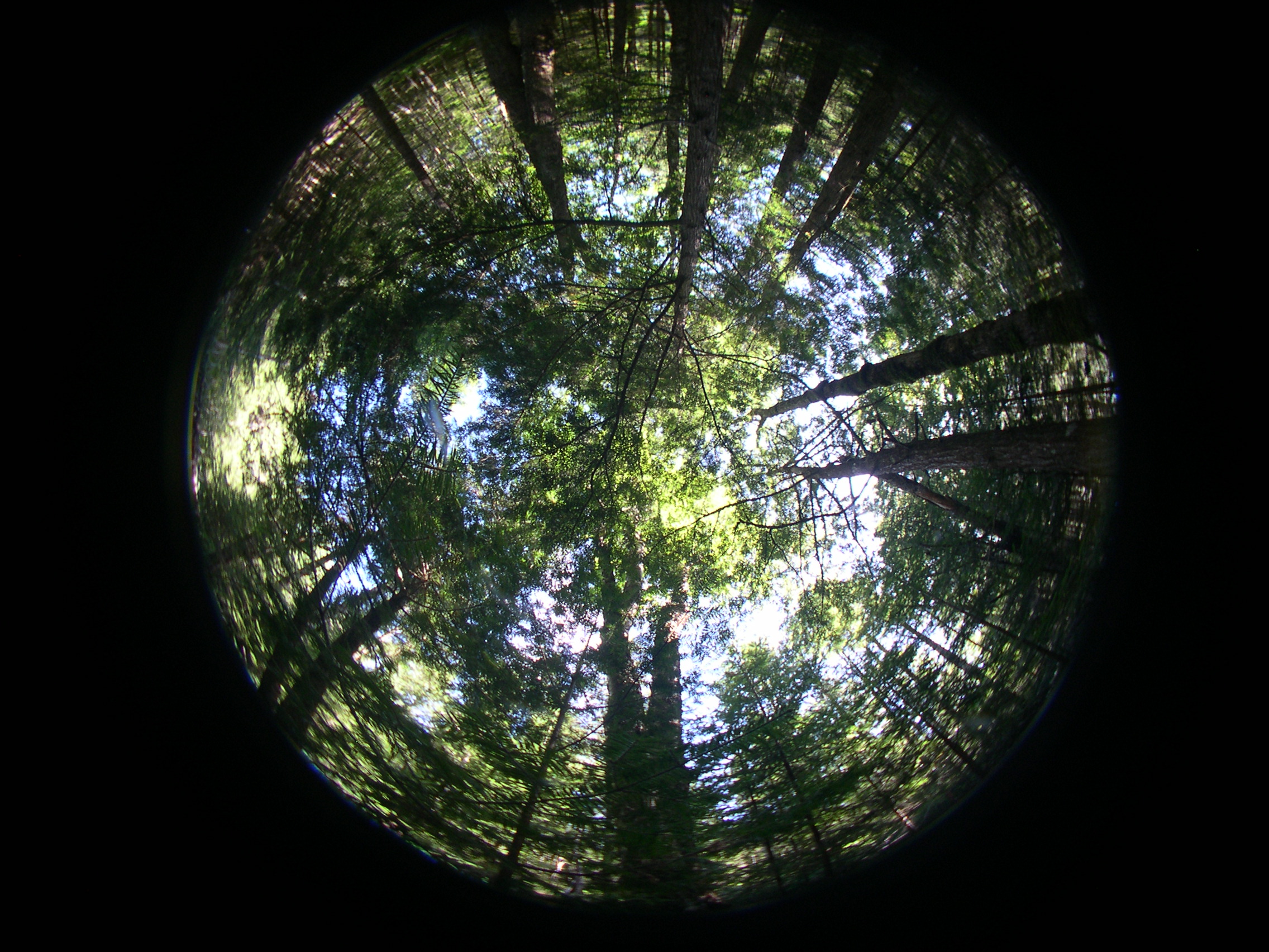 A hemispherical photograph taken through a fisheye type lens.  These photos will be digitized and analyzed to calculate canopy cover of the forest.      Photo by Sassan Saatchi.