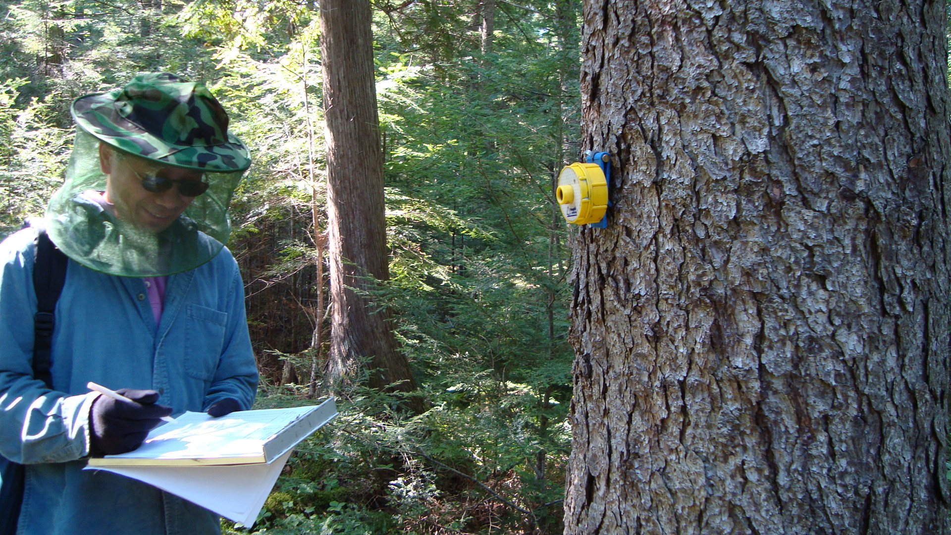 The scientists are using several methods to measure tree height.  The sonic hypsometer is proving to be quite good in dense forest.  Pictured is Yong Wang taking a reading and a yellow transponder from a sonic hypsometer attached to a tree. 