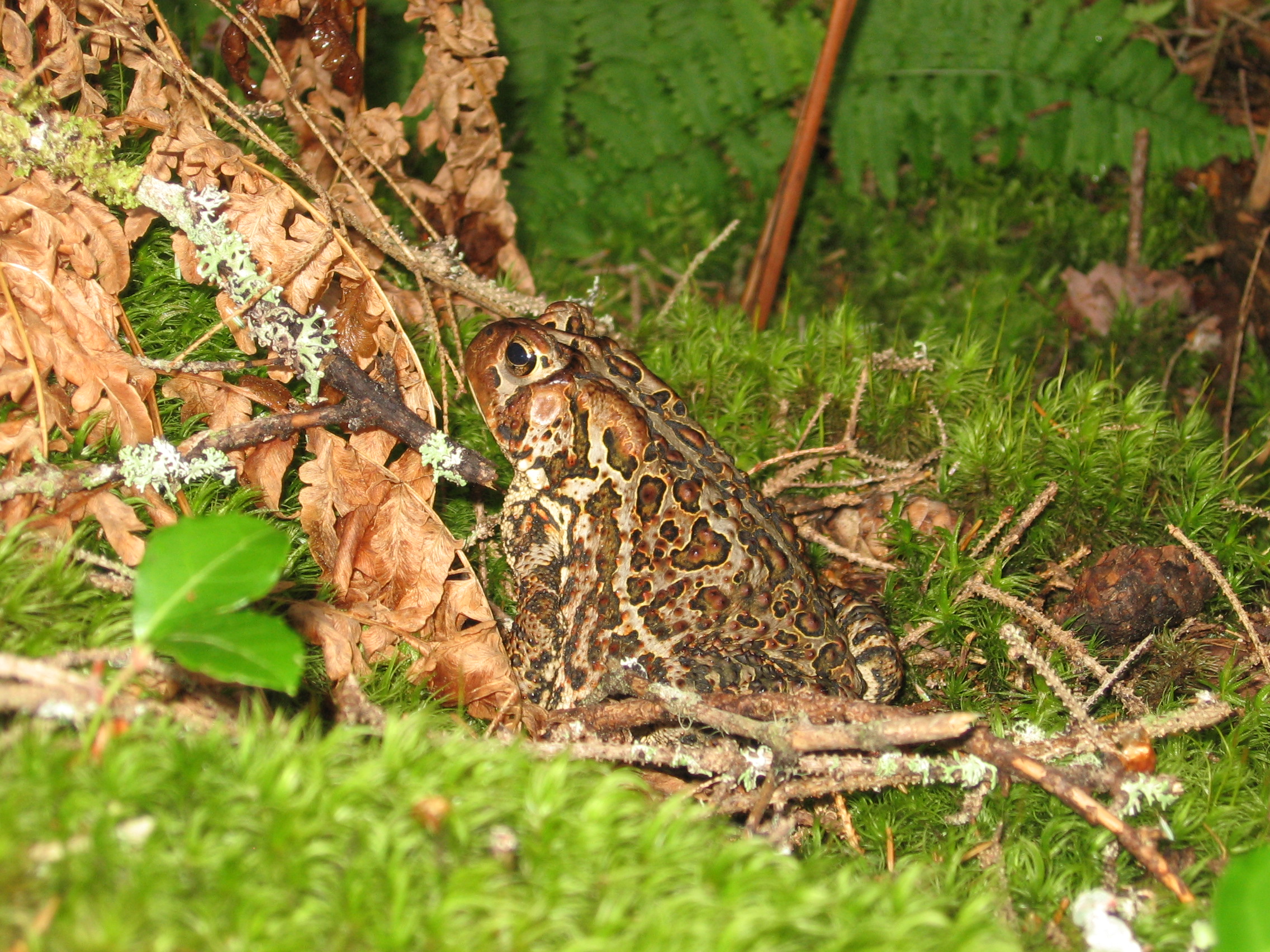 Hurricane Bill brought some wet weather to Maine over the weekend, bringing out moisture-loving fauna like this toad. 