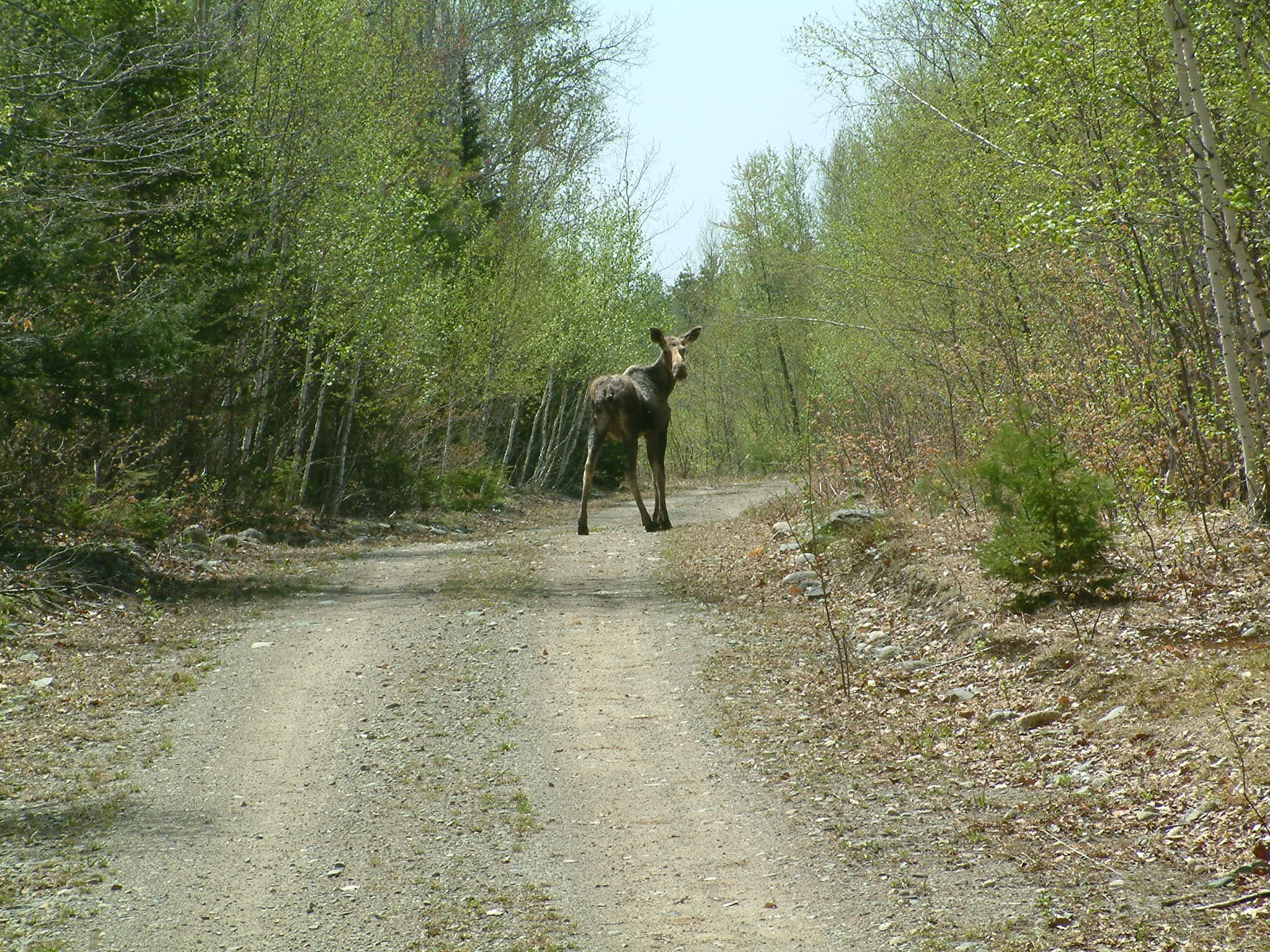 Moose are often found in the Howland Forest area.  This young moose was spotted by John Lee.  Photo by John Lee. 