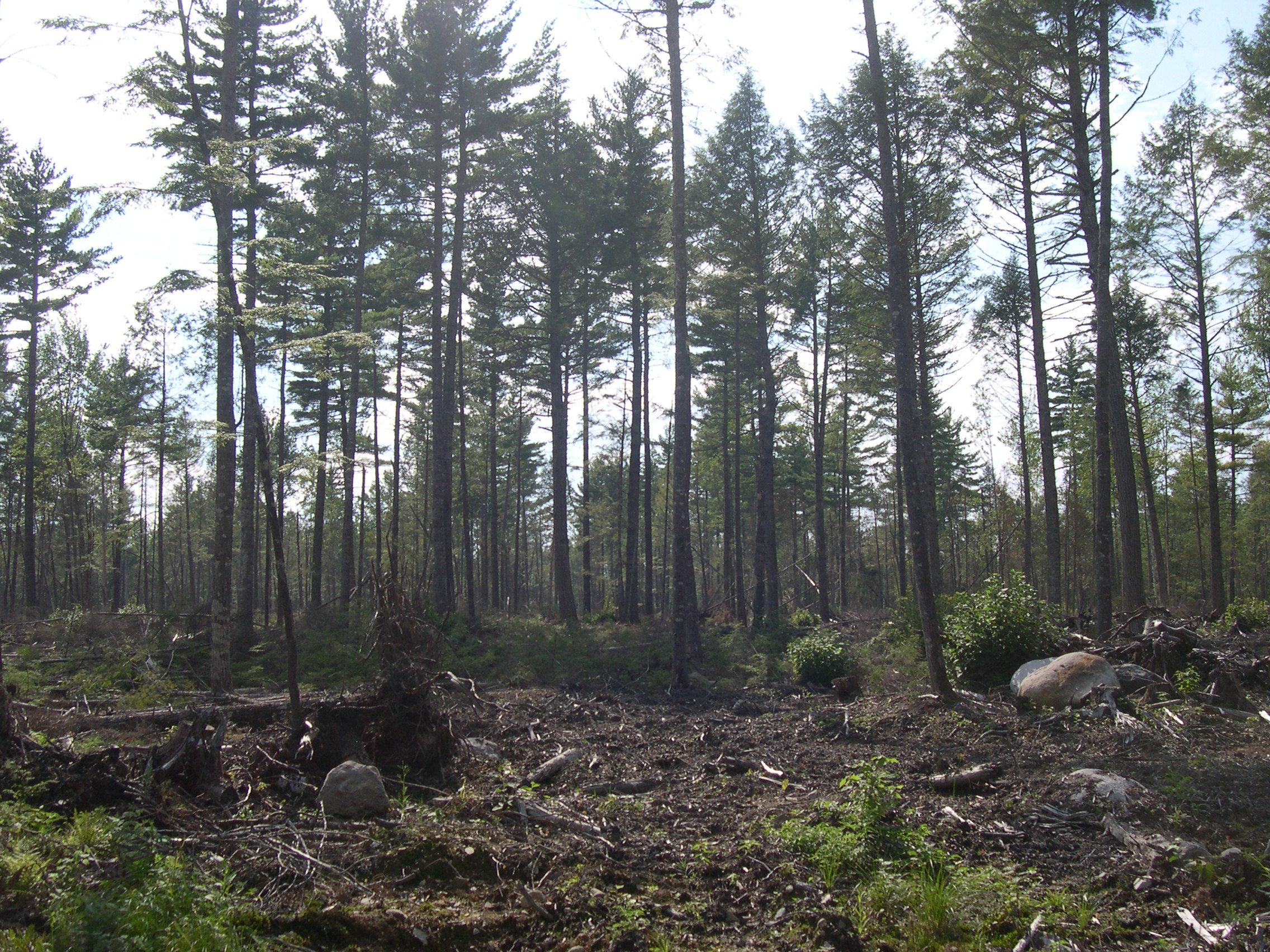 Forests can change quite quickly when under timber management. This forest was identified as a high biomass site from 2003 remote sensing data. When the scientists arrived to measure it, they found it had been logged quite recently. Photo by Sassan Saatchi.