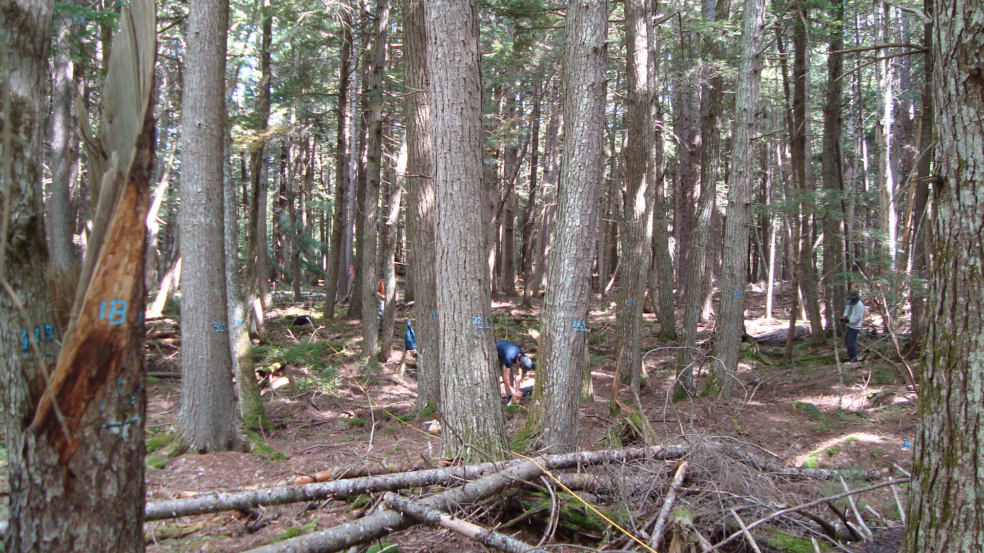 An old growth, high biomass site in Penobscot Experimental Forest. Note the dead wood on the ground. Such dead wood is part of the above ground biomass of the forest, but is not currently measured by remote sensing instruments. Photo by Jon Ranson.