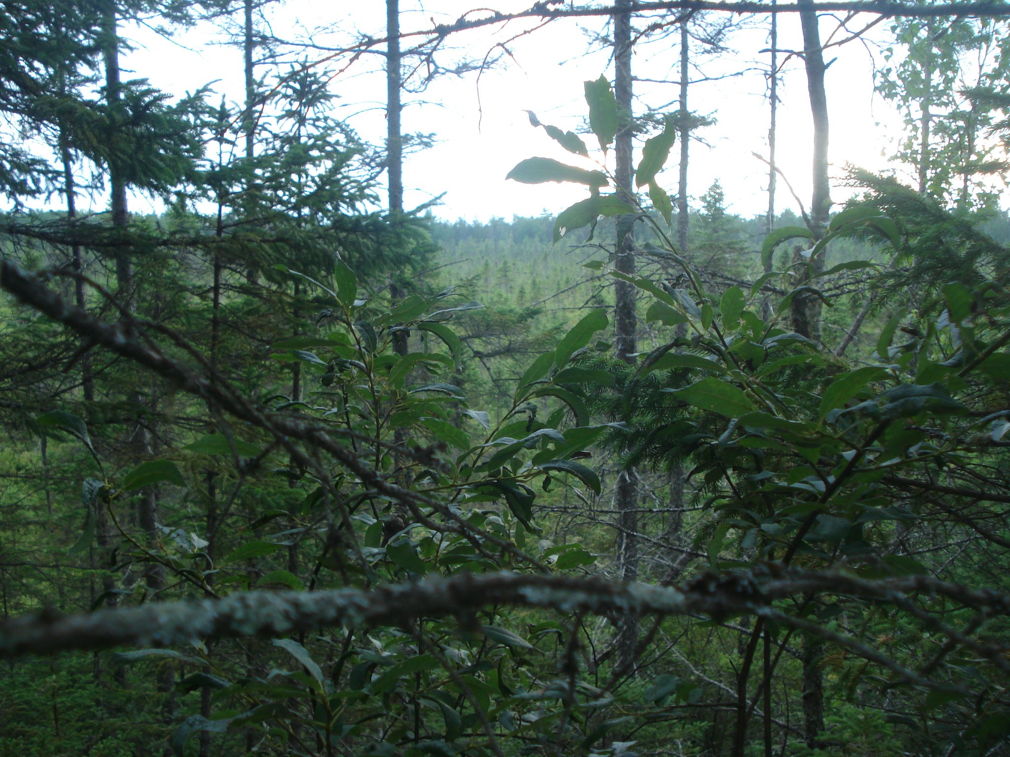 Looking through the trees, a bog can be seen in the background. In the late 1980s this area was waterlogged and open. Now trees are beginning to fill in the bog. Photo by Jon Ranson.