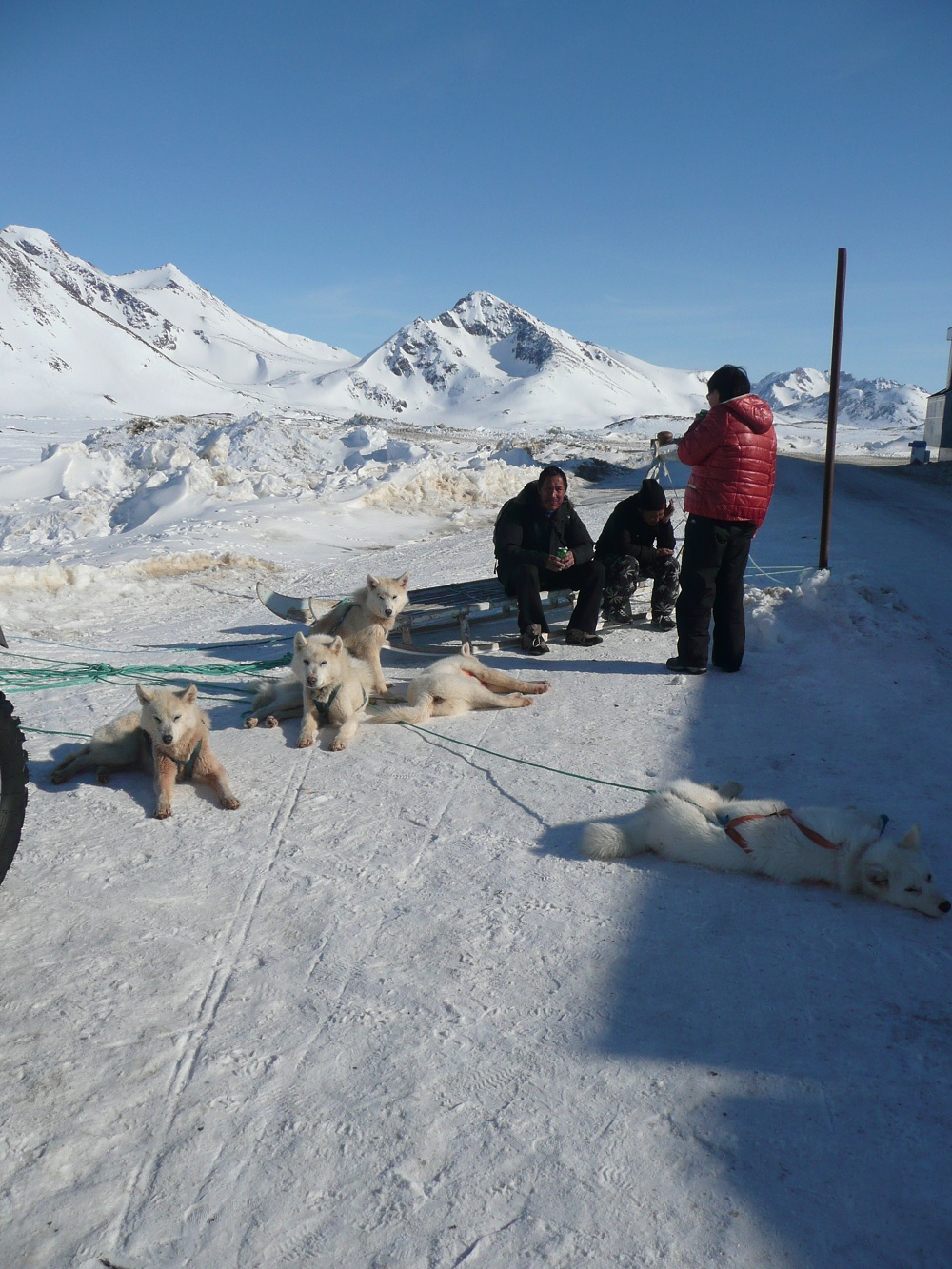 A dogsled team in the airport.
