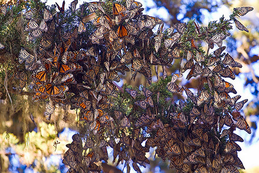 Monarch-butterflies-pacific-grove