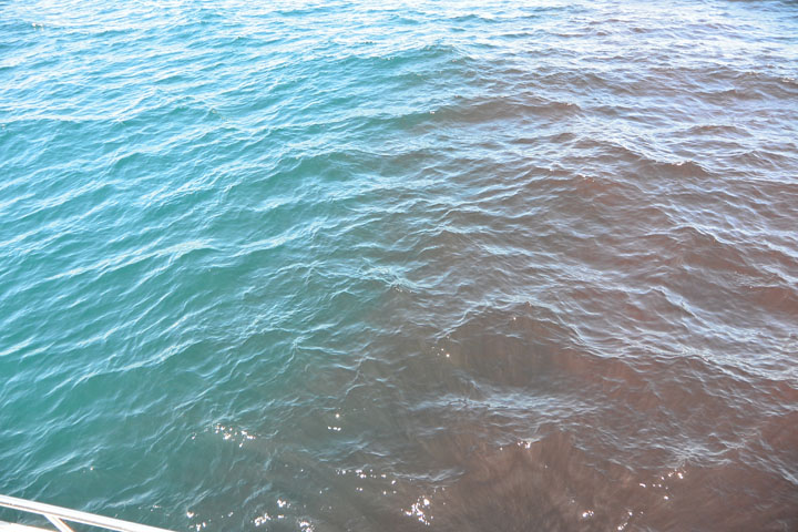 Brazil bloom closeup 1