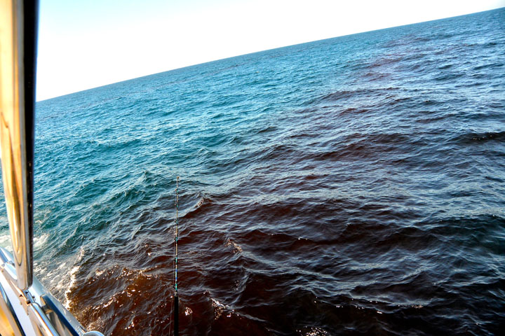 Brazil bloom closeup 2