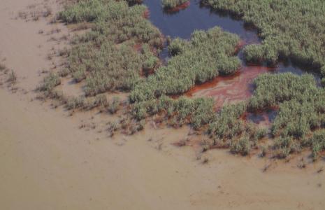 Oil in the marshes of the Mississippi Delta http://ocean.si.edu/gulf-oil-spill