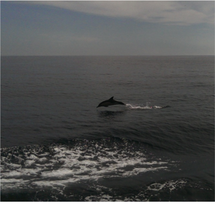 Dolphins jumping out of the water to see us off! Photo courtesy of Ivona Cetinic, University of Maine