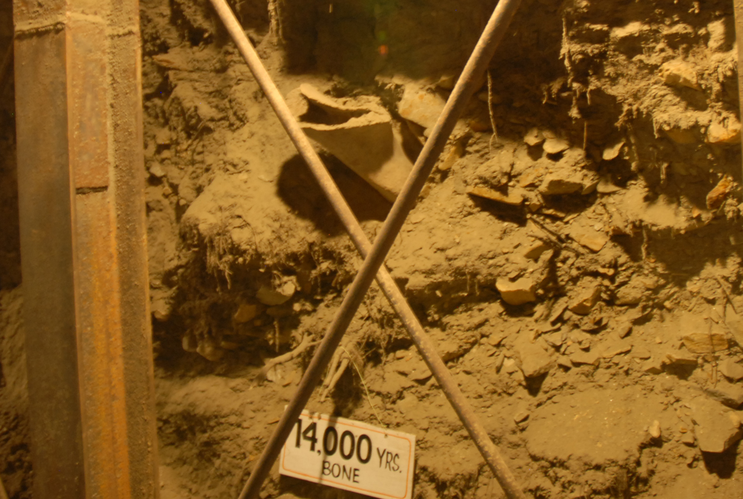 A mammal bone sticks out of the wall of the Permafrost Tunnel. (Credit: Kate Ramsayer/NASA)