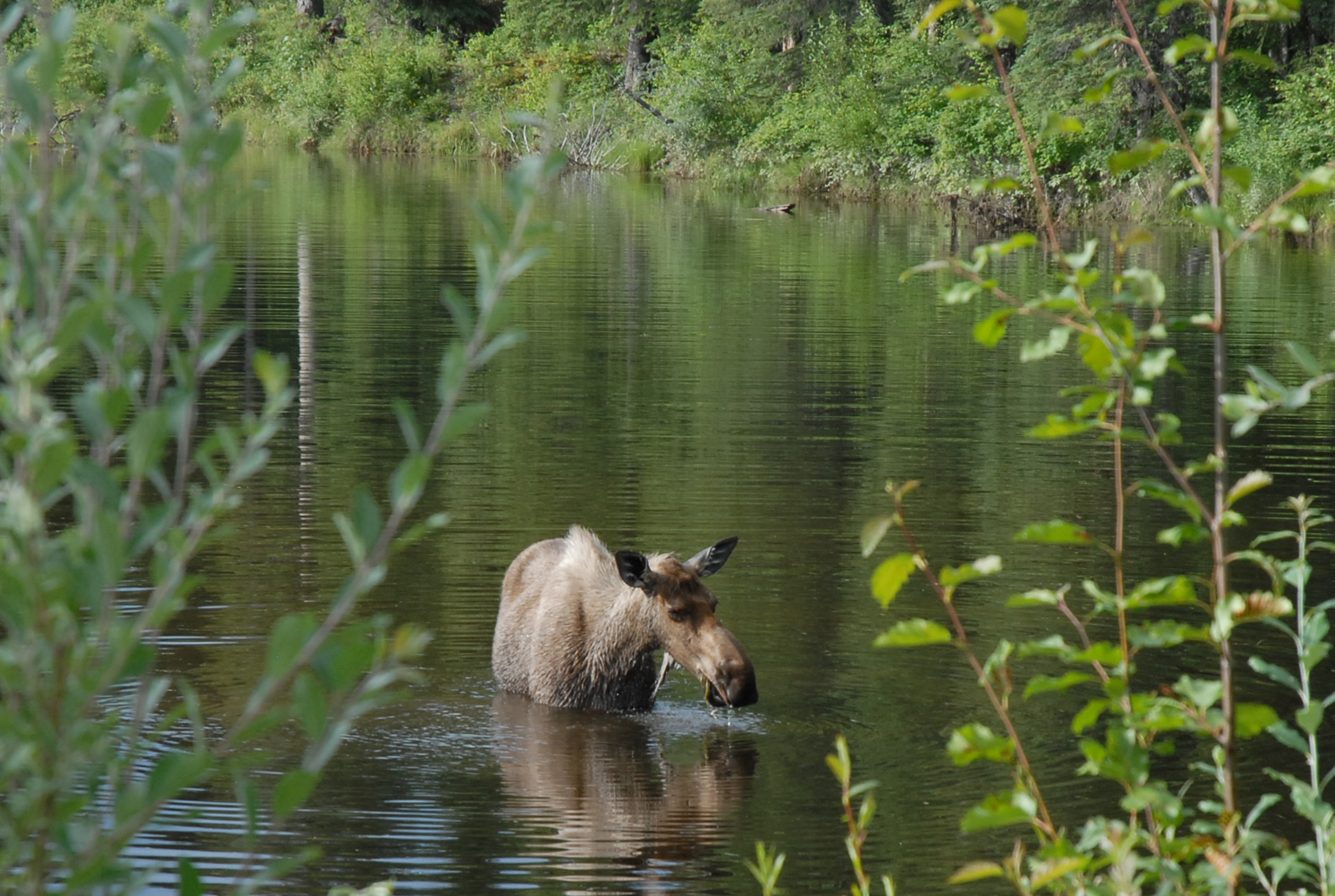 Yep, we're in Alaska! A moose along a road east of Fairbanks. I'll call her Mabel. (Credit: Kate Ramsayer)