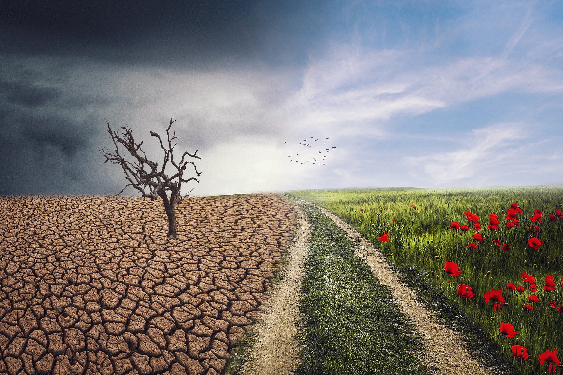 Image of a parched landscape with a dead tree on the left and a lush and flowery landscape on the right