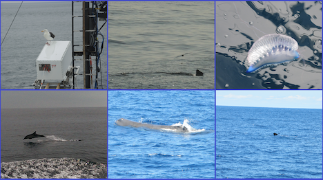 Wildlife in action. Courtesy of crew members, Courtney Kearney and Ivona Cetinic
