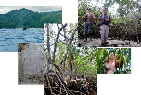 Mangroves Figure 3