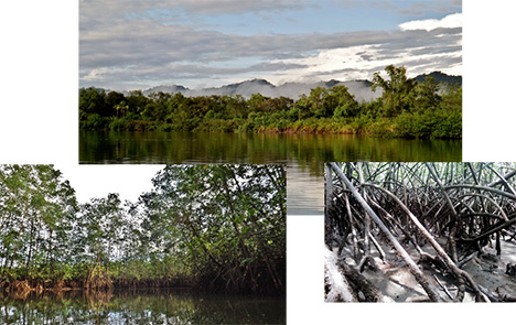 Mangrove forests