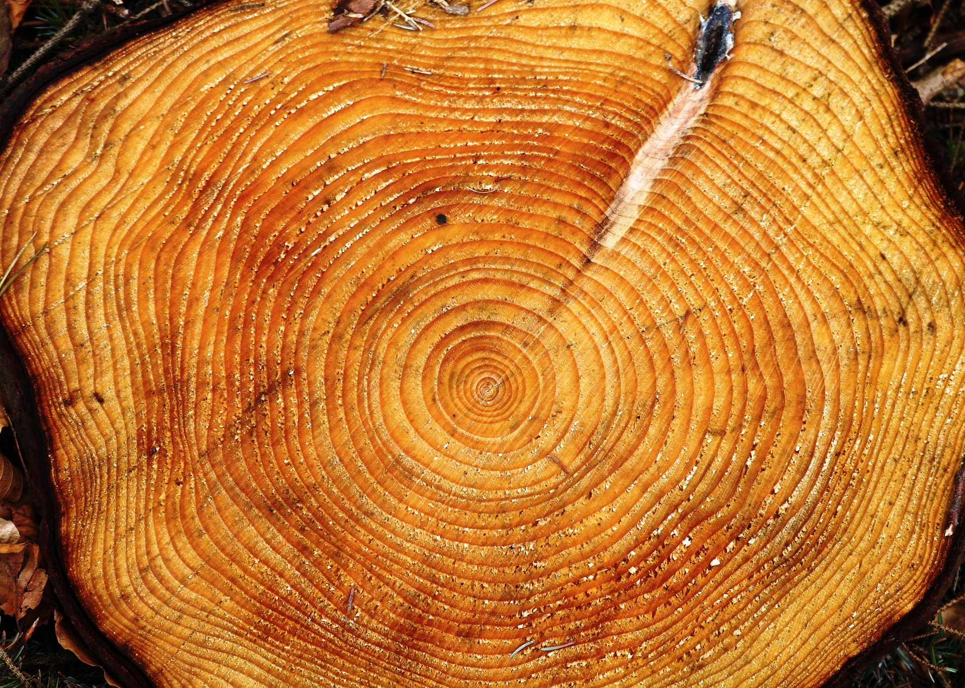 A close-up image of tree rings
