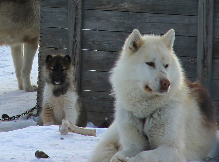 Greenlandic dog and puppy hanging out in the village.