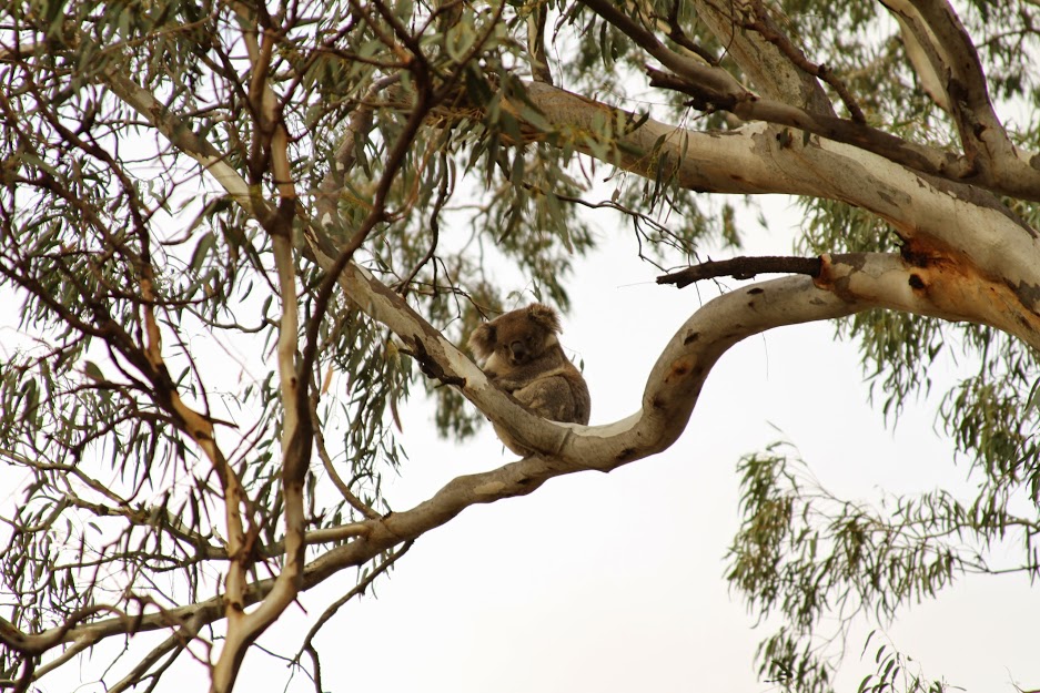 koala