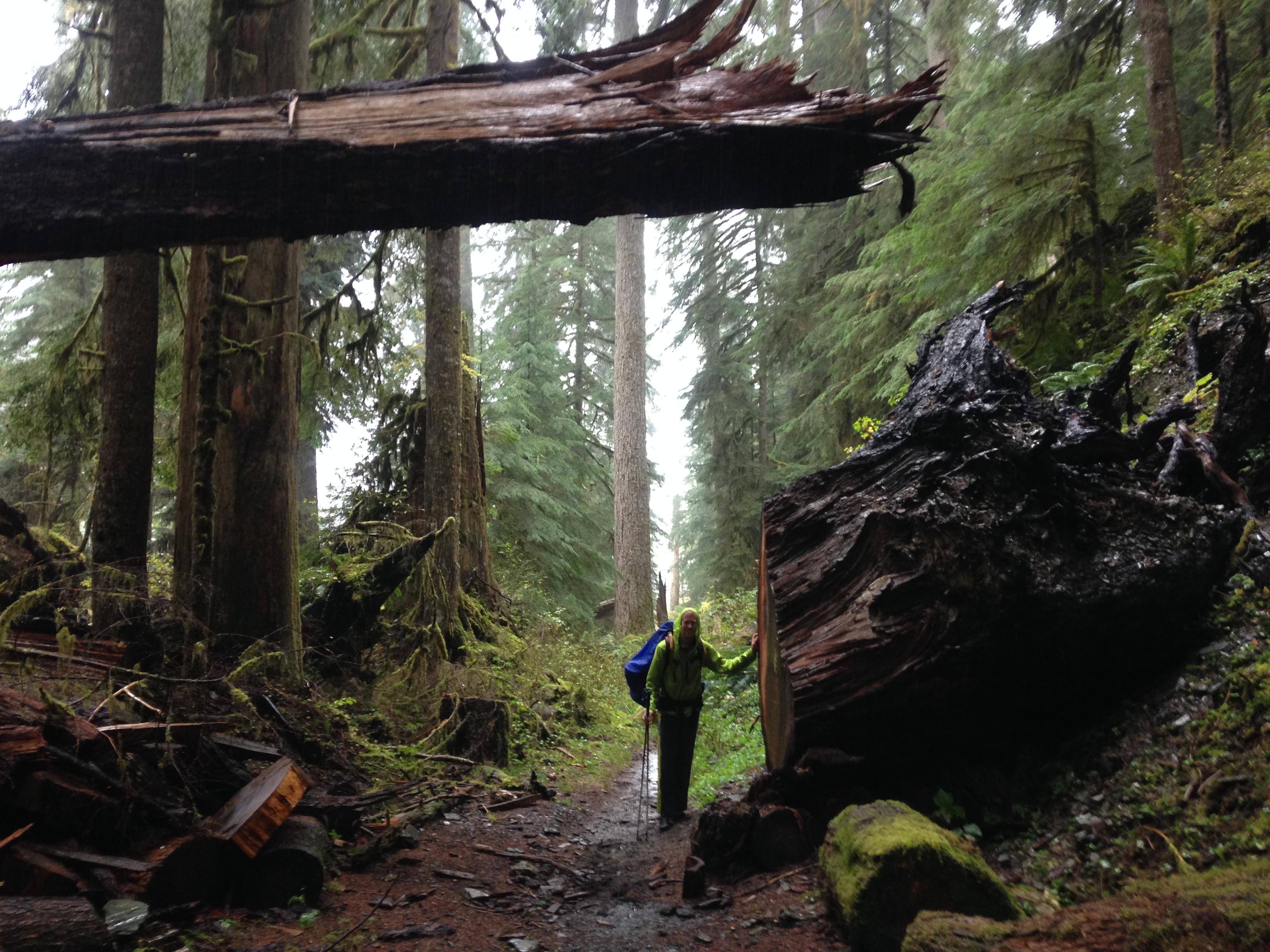 Joe_UQ_tree_IMG_4406