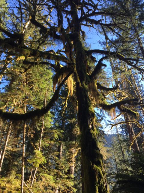Quinault Rainforest (Photo credit: Angela Rowe)