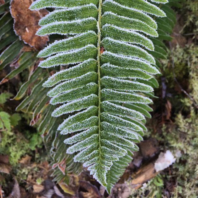 Frosty fern in the Quinault Rainforest (Photo credit: Angela Rowe)