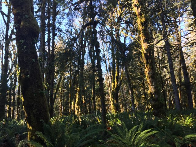 Quinault Rainforest on Thanksgiving Day (Photo credit: Angela Rowe)