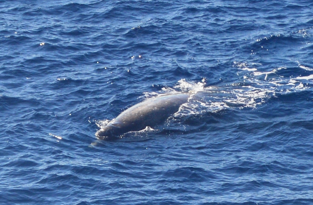 Credit: NASA/Christine Dow