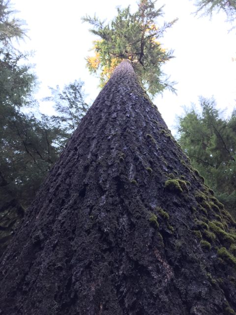 Large Douglas fir tree in the Quinault Rainforest
