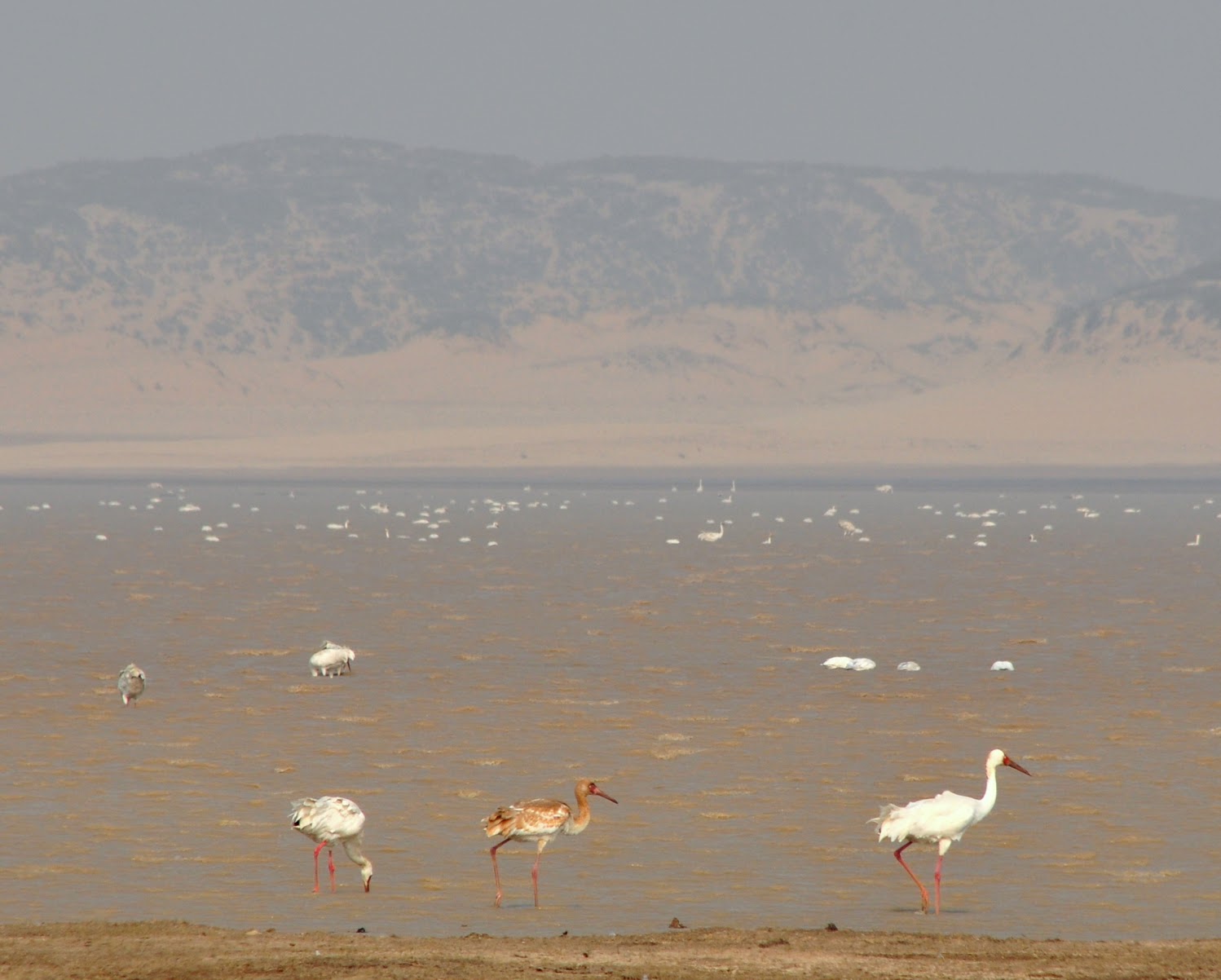 Siberian Crane family group at Mei Xi Hu, PLNR