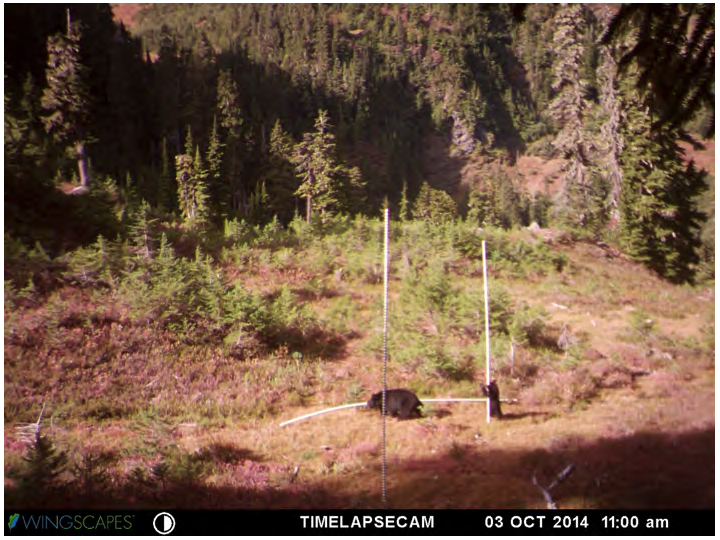 Mama Bear and Baby Bear trying to move the snow stakes to a 'better' location. Photo taken by the remote camera in October 2014.