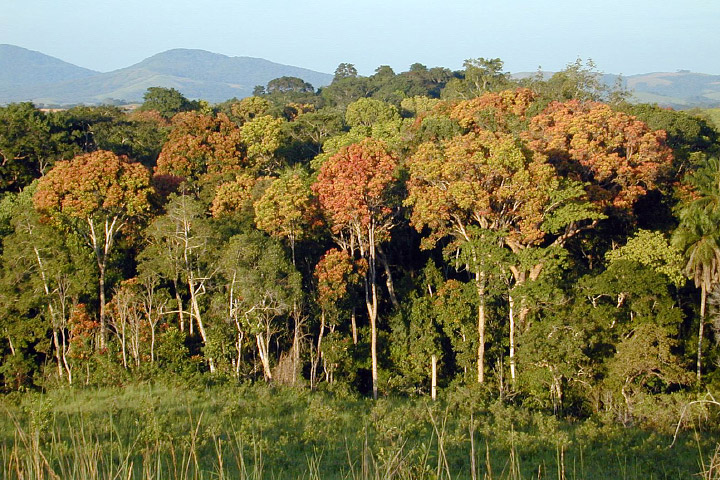 gabon_forest