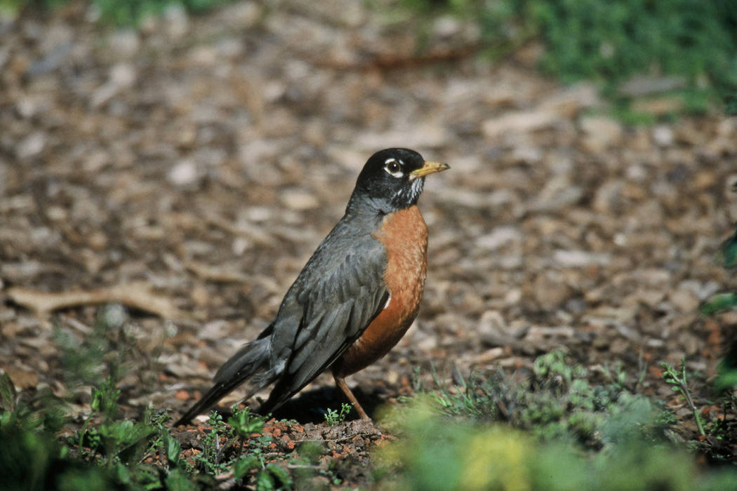 American_Robin
